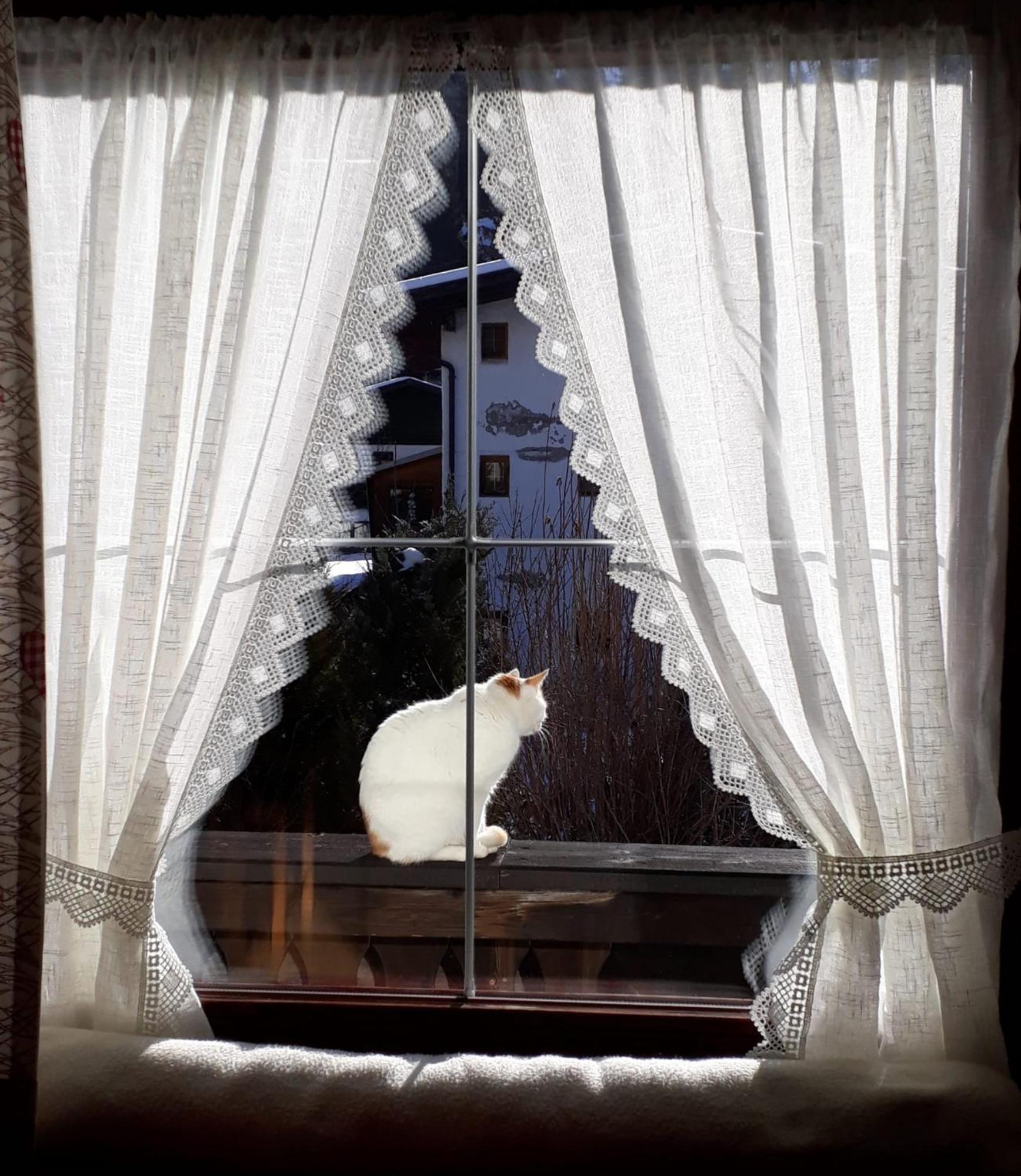 Haus Hoher Sattel Daire Leutasch Dış mekan fotoğraf